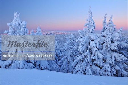 Snow Covered Conifer Trees at Dawn, Schneekopf, Gehlberg, Thuringia, Germany
