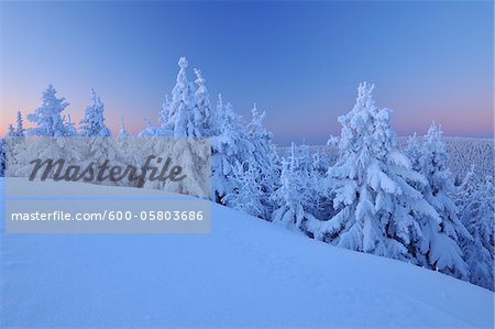 Schneebedeckte Nadelbäume bei Dawn, Schneeekopf, Gehlberg, Thüringen, Deutschland