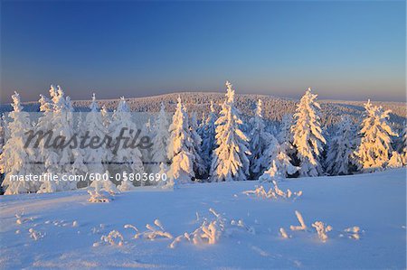 Snow Covered Conifer Trees, Schneekopf, Gehlberg, Thuringia, Germany