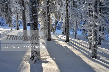 Troncs d'arbres conifères couverts de neige, Schneeekopf, Gehlberg, Thuringe, Allemagne