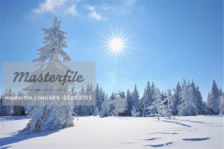 Snow Covered Conifer Trees with Sun, Grosser Beerberg, Suhl, Thuringia, Germany