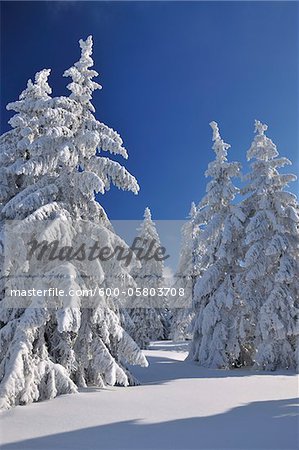 Schneebedeckte Nadelbäume, Großer Beerberg, Suhl, Thüringen, Deutschland