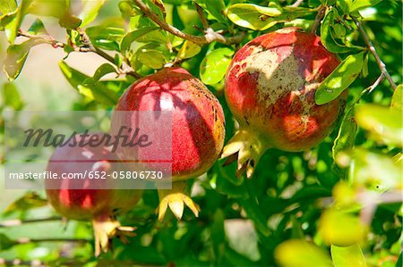 Grenades sur l'arbre