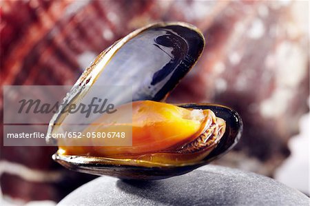 Open mussel