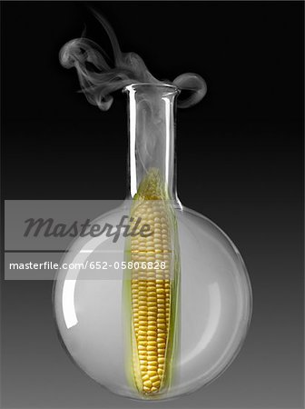 Maïs en épi dans une bouteille en verre essais chimiques
