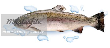 Raw Fario trout Raw Fario trout
