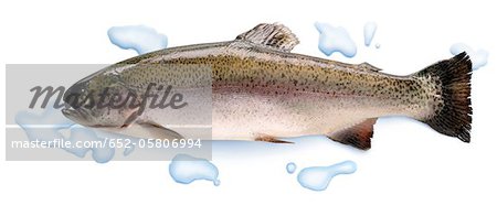 Raw Fario trout