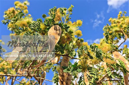 Close-Up of Seeds on Acacia Tree, Cabaceiras, Paraiba, Brazil