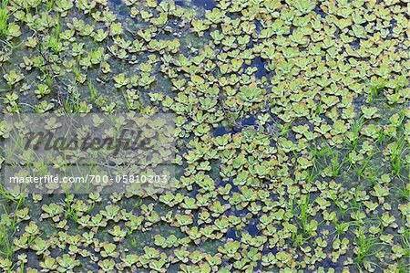 Wasservegetation