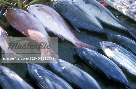 Freshly caught fish from Sri Lanka