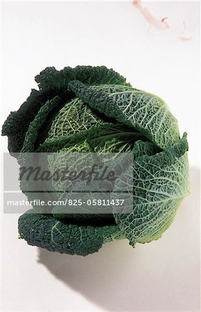 curly cabbage curly cabbage