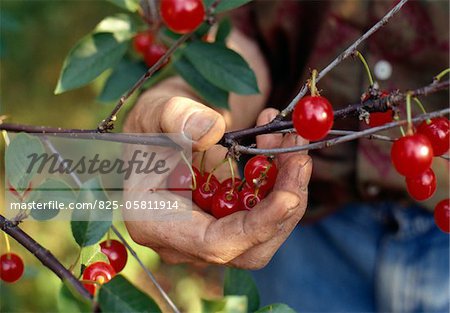 Main cueillette Montmorency cerises