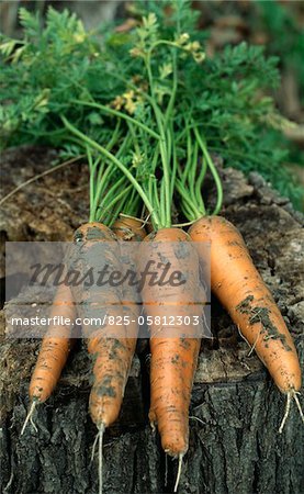 Carrots taken out of the earth