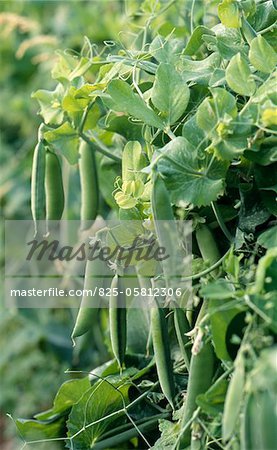 Organic peas on the plant