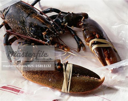 Raw lobster