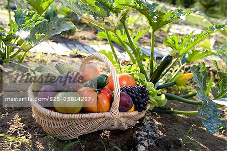 Person holding a basket of vegetables and fruit in the vegetable garden