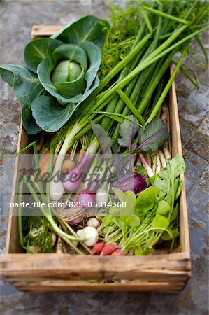 Garten Gemüse Kiste