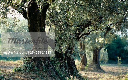 Olive trees