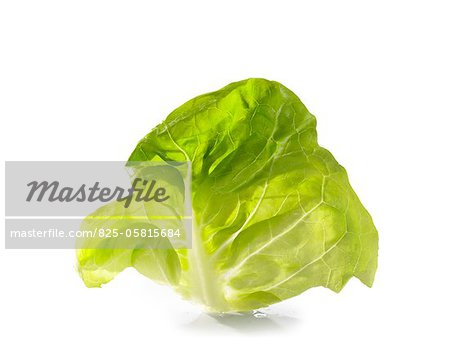 Lettuce leaf Lettuce leaf