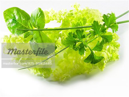 Lettuce leaf and fresh herbs