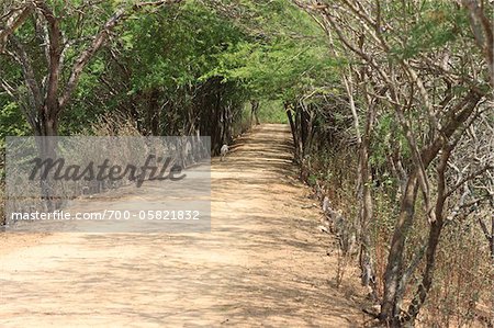 Goat on Road, Pai Mateus, Cabaceiras, Paraiba, Brazil