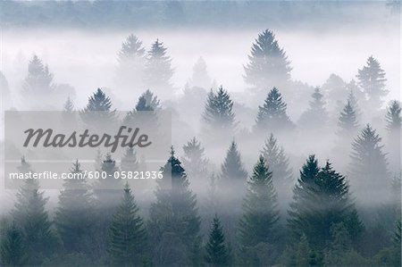 Morning Mist, vallée de l'Isar, Bad Tolz-Wolfratshausen, Haute Bavière, Bavière, Allemagne