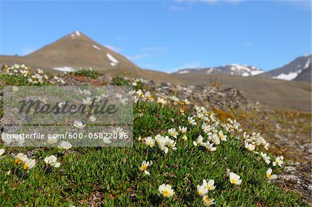Maus – Ohr Vogelmiere, Mushamna, Woodfjorden, Spitzbergen, Svalbard, Norwegen