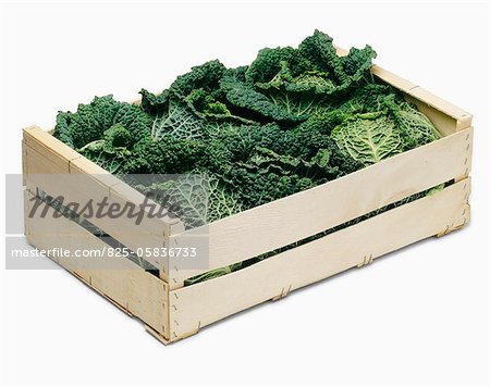 Crate of curly cabbages Crate of curly cabbages