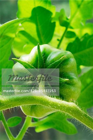 Tomate verte sur la plante