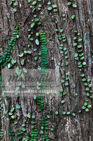 Vignes sur le tronc d'arbre, forêt primaire Kinsakubaru, Amami Oshima, îles Amami, préfecture de Kagoshima, Japon