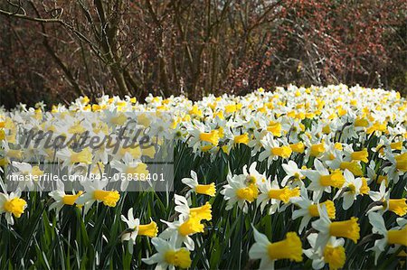 Un chœur de l'éponyme nommé Narcisse « Wisley » chanter leur cœur pour accueillir le printemps dans le jardin sauvage à RHS Wisley