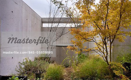 Trees and shrubs in garden with concrete wall