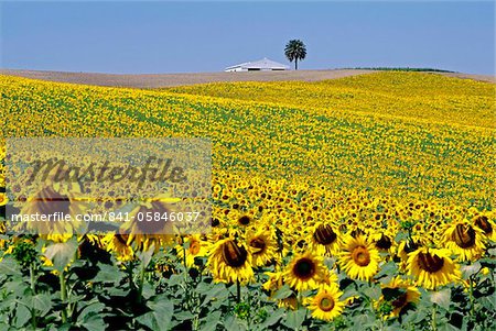 Sunflower field near Cordoba, Andalusia, Spain, Europe