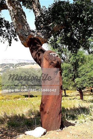 Cork oak, Grazalema, Sierra de Zafalgar, Andalusia, Spain, Europe