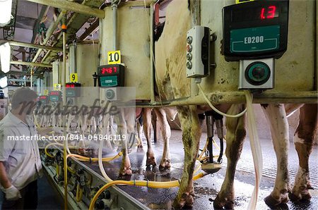 Milking Parlour, Automated Milking Institute, Samar kibbutz, Arava Valley, Israel, Middle East