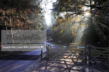 Arboretum Bolderwood ornemental Drive, New Forest, Hampshire, Angleterre, Royaume-Uni, Europe