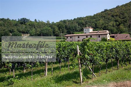 Vignoble près de Parma, Emilia Romagna, Italie, Europe