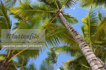 Palm arbres, Punta Cana, République dominicaine, Antilles, Caraïbes, Amérique centrale