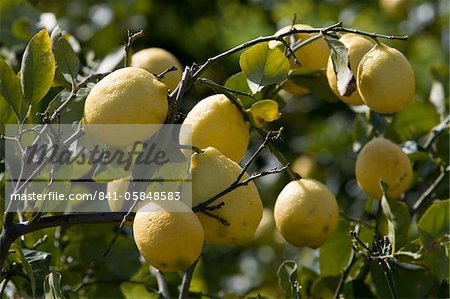 Citrons sur la branche, Sicile, Italie, Europe