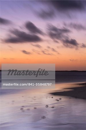 Ghost crabs at dusk on Kizingo beach, Lamu Island, Kenya, East Africa, Africa