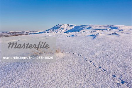 Auerhahn verfolgt über tiefen Schnee oberhalb der Cleveland Way auf North Yorkshire Moors, mit Roseberry Topping in der Ferne, Yorkshire, England, Vereinigtes Königreich, Europa