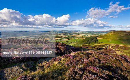 The Cleveland Way, flanked by heather, on Busby Moor, North Yorkshire Moors, Yorkshire, England, United Kingdom, Europe