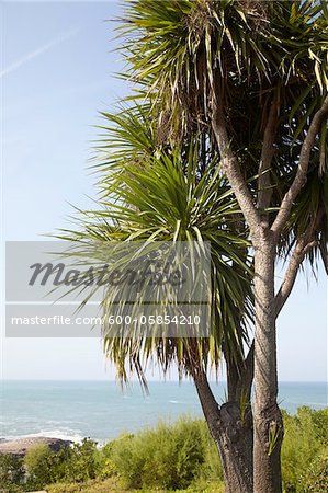 Yucca Bäume, Biarritz, Pyrenees-Atlantiques, Aquitaine, Frankreich