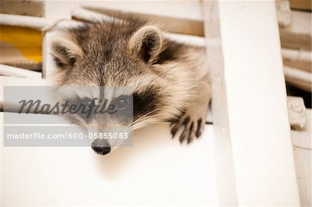 Raccoon, Toronto, Ontario, Canada