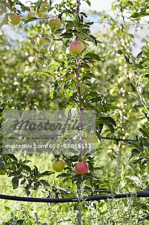 Espaliered Apple Tree, Cawston, Similkameen Country, British Columbia, Canada