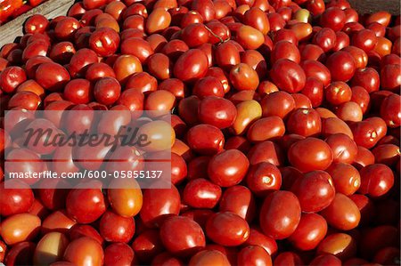 Roma Tomaten, Cawston, Similkameen Land, British Columbia, Kanada