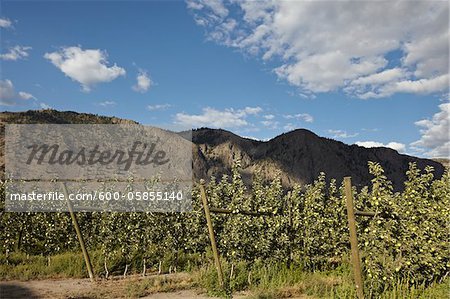 Charmilles Apple arbres, Cawston, Similkameen Country, en Colombie-Britannique, Canada