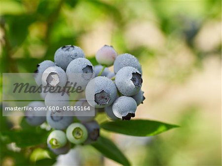 Blueberries, Barrie, Ontario, Canada