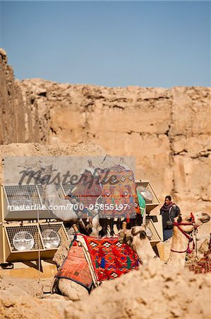 Chameaux aux pyramides de Gizeh, le Caire, Egypte