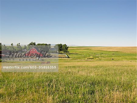 Farm, Pincher Creek, Alberta, Canada